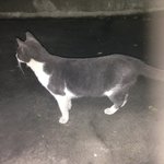 [고양이친구] 우리집 집냥이가 길냥이를 데려왔다.