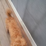 11월13일 일요일 <b>호명</b>호수 주차장 유기된 갈색 푸들