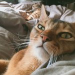 [고양이] 부부와 함께하는  동거묘 세마리 12 - 곧 겨울