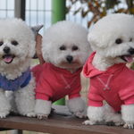 [비숑프리제] 비숑프리제 모수모모가족 나들이