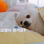 [강아지] 재<b>미진</b> 두부의 일상