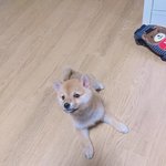 [동물사랑방] <b>시바</b>이누 시월이 인사드려요~