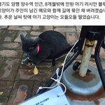 [고양이] <b>무책임</b>한 사람 ㅡㅡ