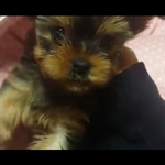 [강아지] 저희집보석 <b>꼬물</b>이시절