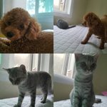 [인피니트] <b>여리</b>공주가 고양이였어