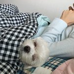 자기가 사람인줄 아는 우리집 <b>멍멍이</b>