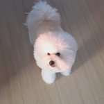 [강아지] 대갈장군 비숑<b>프리</b>제 매력에 빠지러~ 2탄이왔어용 :D