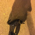 [고양이] 냥줍) 복희 이야기 1편