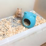 [댓글부탁해] <b>햄스터</b> 손이 곪았어 ㅠ