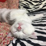 [고양이] <b>로로</b> 일상 파파라치 4탄