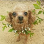 [강아지] 9살인형이 <b>일상</b>