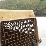 [유기<b>동물</b>] 익산 유기동물보호소 실태!!! 제발 도와주세요 한번만...