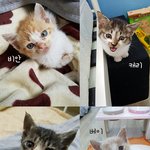 [동행세상] 어미가 <b>비닐</b>하우스에 버린 새끼냥 4총사