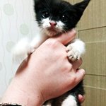 [고양이] 후지마비고양이 아강이 이야기 -1