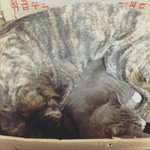 [돌아와반짝] 업둥이 후 제보가 왔어요. - 돌아와 반짝아 진행중