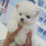 우리집 <b>포포</b>를 소개합니다~