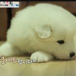 동호 수호 <b>케미</b>ㅋㅋ