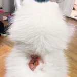 [꼭조언부탁] (사진有) 저희 개가 다른 개에게 일방적으로 물렸어요