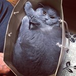 [포메브숏] 포메아쫑 브숏먼지 개냥의 동거-7