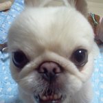 [동물사랑방] 매력녀란 이런거..토끼일까?<b>강</b><b>쥐</b>일까?