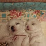 <b>보리</b>와 아가들 - 태어난지 10개월...