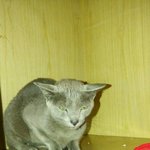 [고양이] <b>러시안</b>블루 잃어버린 주인찾습니다