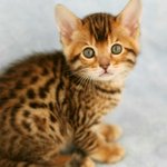 [고양이] 훔쳐오고픈 냥이가 있어요.