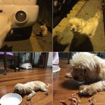 [동행세상] 좁은<b>철장</b>에 갇혀 6년간 번식견으로 살아온 아롱이.