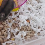 <b>햄스터</b>질문 ㅠㅠ