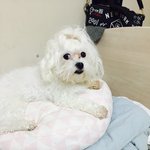 [강아지] 강아지파마!