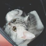 [고양이] <b>쩍벌</b> 고양이 3탄 아메리칸숏