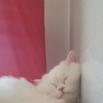 [고양이] 잠냥이 <b>모찌</b>를 소개합니다 :)