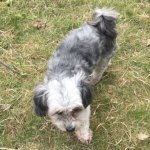 [찾아주세요] 강아지가 집을 나갔어요.. <b>익산</b> 송학동 학곤로 5길...