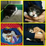 힘들게 살다가 구조되었는데 소식이 없는 냥이들이 있어요