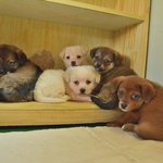 [구조소식] 아기강아지 <b>다섯</b>천사가 나주천사의집으로 오게 되었습니다...