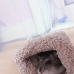 여러분ㅠㅠㅠ제 새끼 귀여운것ㅈㅁ 보세오ㅠㅠㅠㅠㅠ