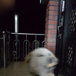 강아지가 옥수수 물어옴
