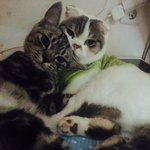 [고양이] 너무나 사랑스런 뚱코코 냥이들