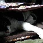 [고양이] 후지마비고양이 아강이 이야기 -2