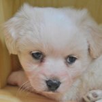 <b>동지</b>/믹스/45일/남아 사랑으로 품어주실 가족을 찾습니다!