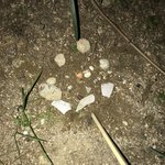 [EXO] 오늘 우리집 물고기 지오가 죽었어