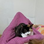 [고양이] 고양이의 겨울 <b>침대</b>