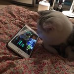 [고양이] <b>로로</b> 일상 파파라치 5탄