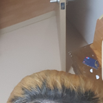 [댓글부탁해] ㅁㅊ내 <b>뿌리</b> 혐짤