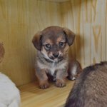 <b>정월</b>/믹스/45일 애교많은 <b>정월</b>이에게 가족이 되어주세요.