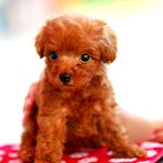 [러블리푸들] 인형같은 토이푸들 <b>요미</b>에요~ ㅎㅎ