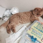 [댓글부탁해] 공부해야되는데 도련님 떡하니 앉아<b>계심</b>