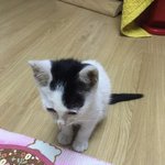 사고뭉치 막내 길냥이 덕구를 소개합니다