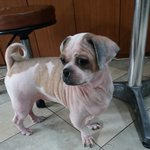 [동행세상] 할머니가 돌아가시고 안락사 위기에 처한 시츄 <b>제제</b>