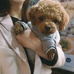 [러블리푸들] 많은관심에 4개월만 돌아온 모카일상 3탄이네용!